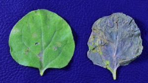 Protein Antibiotics Offer New Hope For Fighting Common Crop Diseases