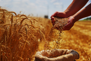 Study Reveals Gene that Reduces Wheat Grain Weight