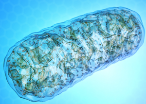 CRISPR, TALENs Combined to Edit Mitochondrial DNA