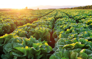 Lettuce Biofortified With Folate Stable in Field Conditions