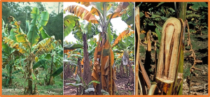 Dissemination of Fusarium Wilt of Banana in Mozambique Caused by Fusarium odoratissimum Tropical Race 4