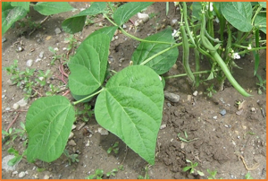 High rates of structural rearrangements have shaped the chromosome evolution in dysploid Phaseolus beans