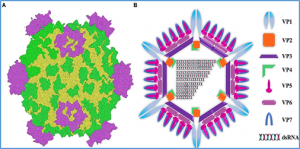 Rapid detection of grass carp reovirus type 1 using RPA-based test strips combined with CRISPR Cas13a system