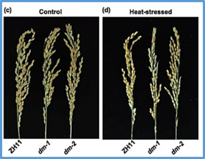 Diurnal regulation of alternative splicing associated with thermotolerance in rice by two glycine-rich RNA-binding proteins