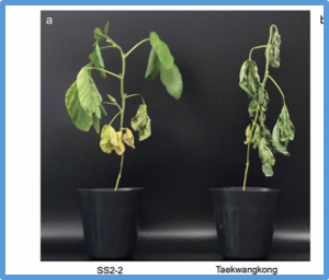 Unveiling synergistic QTLs associated with slow wilting in soybean (Glycine max [L.] Merr.)