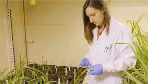 Experts Tweak Sugarcane Leaf Angle for Biomass Boost