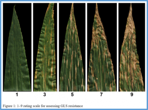 QTL mapping and genome-wide association analysis reveal genetic loci and candidate gene for resistance to gray leaf spot in tropical and subtropical maize germplasm