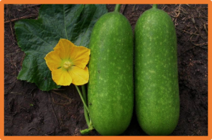 Fine mapping and functional validation of the candidate gene BhGA2ox3 for fruit pedicel length in wax gourd (Benincasa hispida)