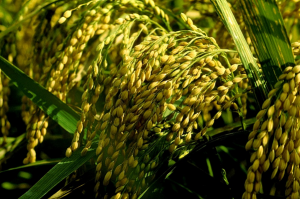 Genome Resequencing for Autotetraploid Rice and Its Closest Relatives Reveals Abundant Variation and High Potential in Rice Breeding