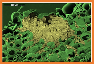 The evolving battle between yellow rust and wheat: implications for global food security
