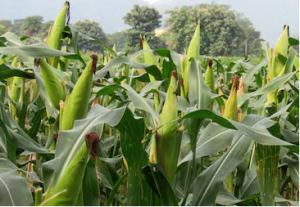 Dissecting the genetics of cold tolerance in a multiparental maize population