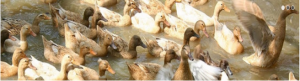 Animal Genetics for Sustainable Development