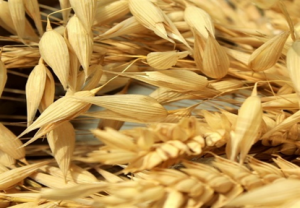Identification of molecular markers for the Pc39 gene conferring resistance to crown rust in oat