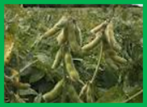 Impacts of genomic research on soybean improvement in East Asia