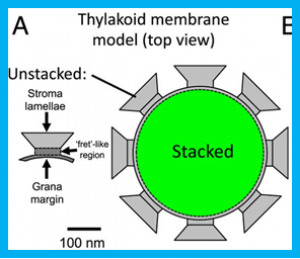 Plastocyanin is the long-range electron carrier between photosystem II and photosystem I in plants