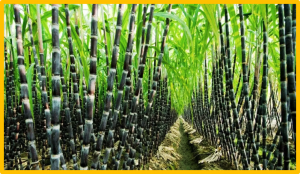 RNAi and genome editing of sugarcane: Progress and prospects