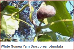 Genome analyses reveal the hybrid origin of the staple crop white Guinea yam (Dioscorea rotundata) 