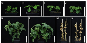 Breeding exceptionally fragrant soybeans for soy milk with strong aroma