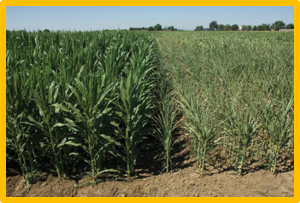 Transcription factor ZmDof22 enhances drought tolerance by regulating stomatal movement and antioxidant enzymes activities in maize (Zea mays L.)