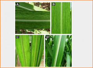 Historical Review of Sugarcane Streak Mosaic Virus that Has Recently Emerged in Africa