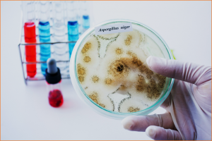 EFSA GMO Panel Finds No Safety Concerns with the Food Enzyme Carboxypeptidase C from GM Aspergillus Niger