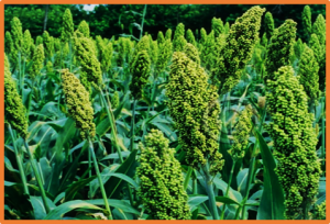Resistance to Striga parasitism through reduction of strigolactone exudation