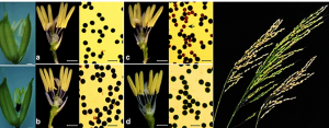 Chromosomal structural variation loci HSS1 and HSS6 lead to hybrid sterility in rice