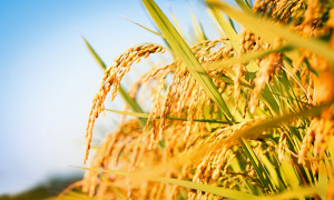 GE Rice Linked with Hunger, Health, and Climate Resilience