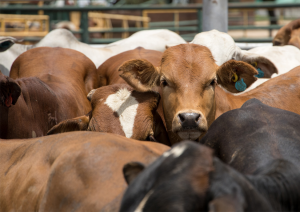 Meat Company Develops FBS Alternative From Bovine-Plasma