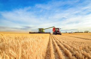 Royal Society: Evidence-led GM Crop Regulation Could Help Tackle Global Food Security and Climate Change Risks