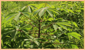 Genotypic evaluation of twenty-eight high- and low-cyanide cassava in low-land tropics, southeast Nigeria.