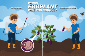 Bt Eggplant Can Boost Marketable Yield by 192% in PH