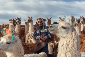 Camelids take centre stage: FAO launches International Year to recognize their global impact