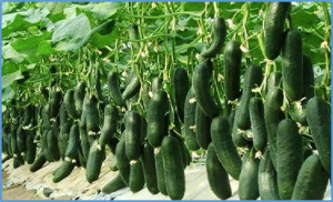 Mutations in a Leucine-Rich Repeat Receptor-Like Kinase gene result in male sterility and reduction in the number and size of fruit warts in cucumber (Cucumis sativus L.)