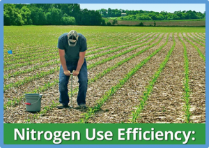 THP9 enhances seed protein content and nitrogen-use efficiency in maize