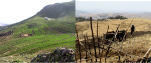 Restore land to sustain life: inspiration from yewol for all of us
