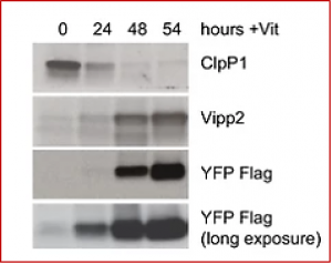 Plant Protein that Triggers Photoprotection Identified
