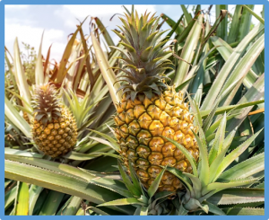 Genome-wide mapping of DNase I hypersensitive sites in pineapple leaves
