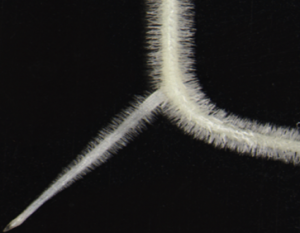 NODULE INCEPTION Recruits the Lateral Root Developmental Program for Symbiotic Nodule Organogenesis in Medicago truncatula