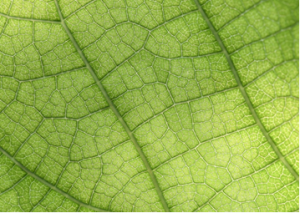 Scientists Unravel Mystery of Photosynthesis