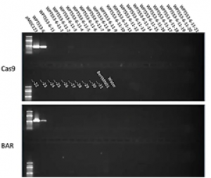 Integration, abundance, and transmission of mutations and transgenes in a series of CRISPR/Cas9 soybean lines