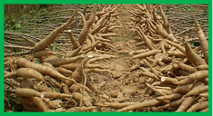 A novel seed treatment-based multiplication approach for cassava planting material.