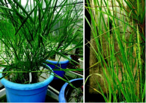 Back to the Wild: On a Quest for Donors Toward Salinity Tolerant Rice.