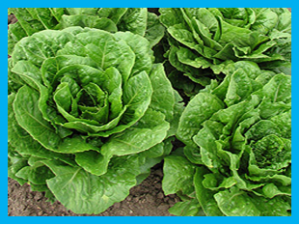 ARS Scientists Identify Genes Associated with Postharvest Deterioration of Fresh-Cut Lettuce