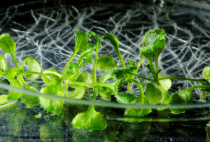 Researchers Use CRISPR Gene Editing to Shed Light on Plant Roots Branching