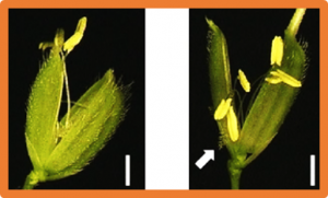 Enhancing grain shape, thermotolerance, and alkaline tolerance via G&gamma; protein manipulation in rice