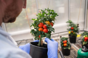 UK-Based Start-Up Phytoform`s Gene-Edited Tomato Produces Up to 400% More Fruit in Vertical Farms