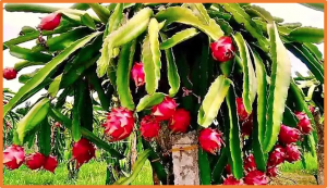 First Report of Colletotrichum tropicale Causing Anthracnose on Pitahaya Fruit in Mexico
