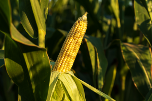 Two genetically modified insect-resistant maize events reduced fumonisinpollution under the stress of Lepidoptera in China
