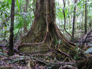 Populations are not declining and food webs are not collapsing at the Luquillo Experimental Forest 